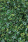 Natalie Dress | Black/Parrot Green
