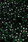 Verolin Dress | Black/Winter Greens